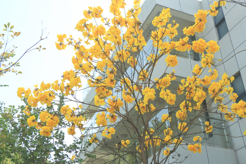 黄花3.jpg 黄花3.jpg