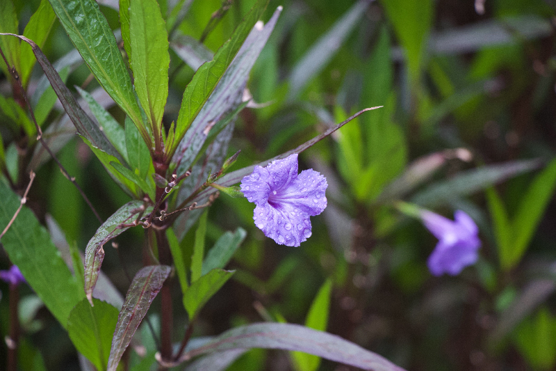 蓝花草.jpg